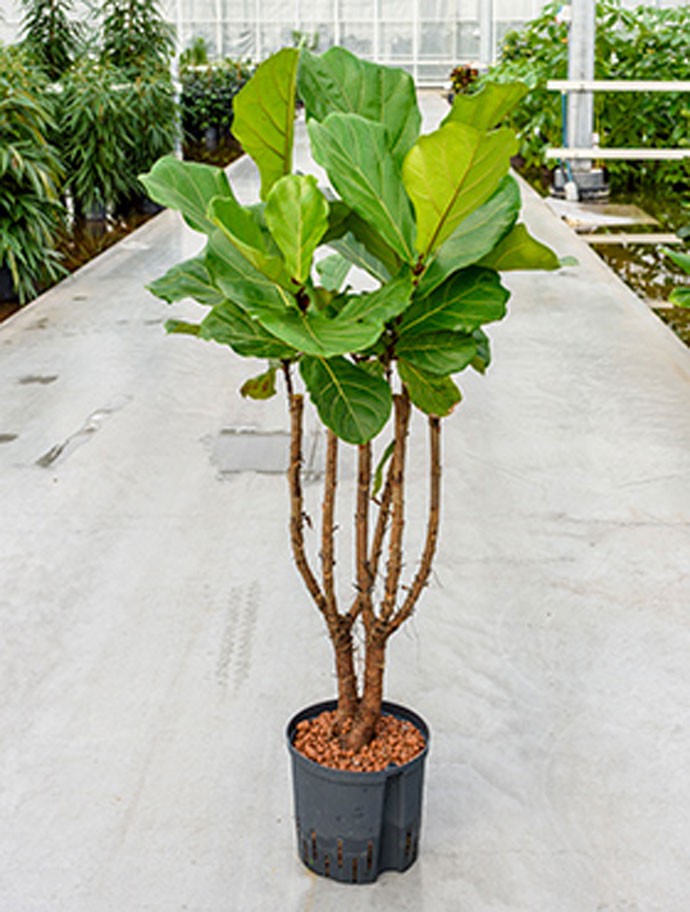 Ficus lyrata Geigenfeige verzweigt Terrapalme Heim