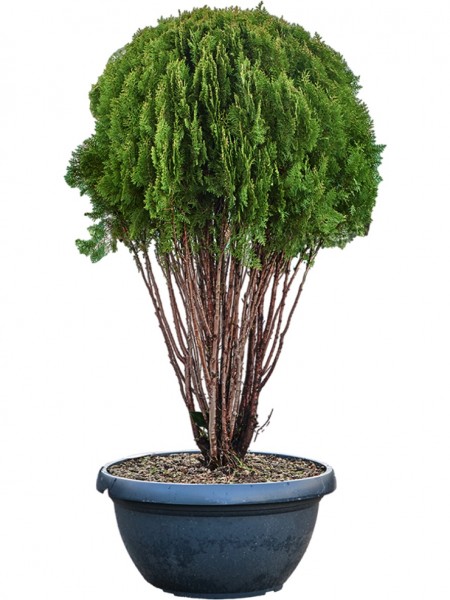 Thuja Orientalis Pyramidalis Aurea Verzweigt Terrapalme Heim Und