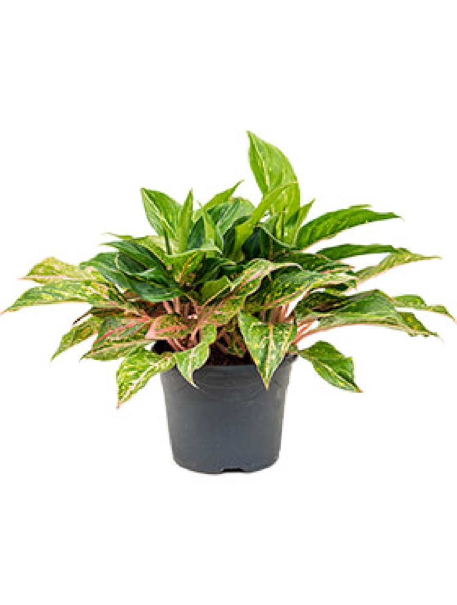  Aglaonema  ruby  Kolbenfaden Terrapalme Heim und Gartenshop