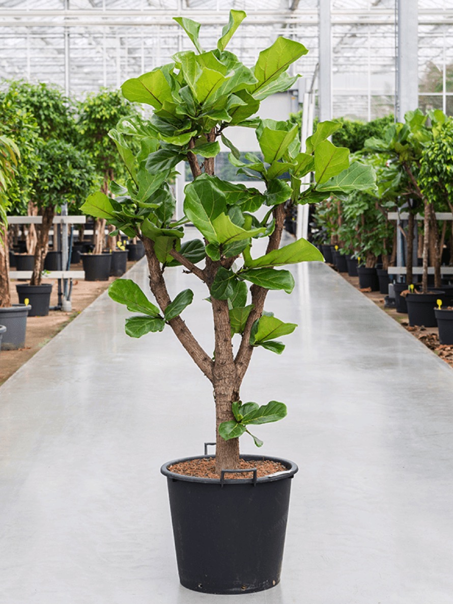 Ficus lyrata 170 cm Geigenfeigenbaum verzweigt