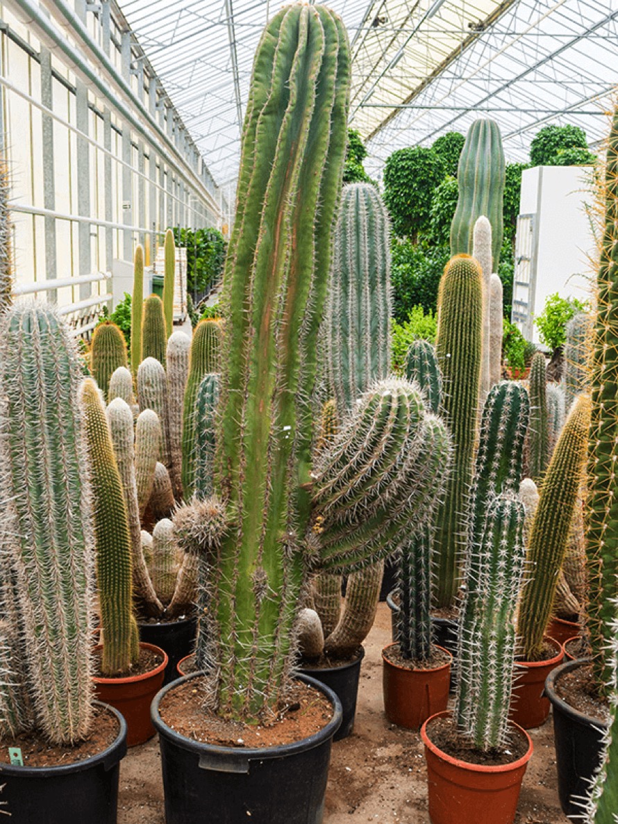 Pachycereus pringlei verzweigt - XXL Kandelaberkaktus | Terrapalme Heim