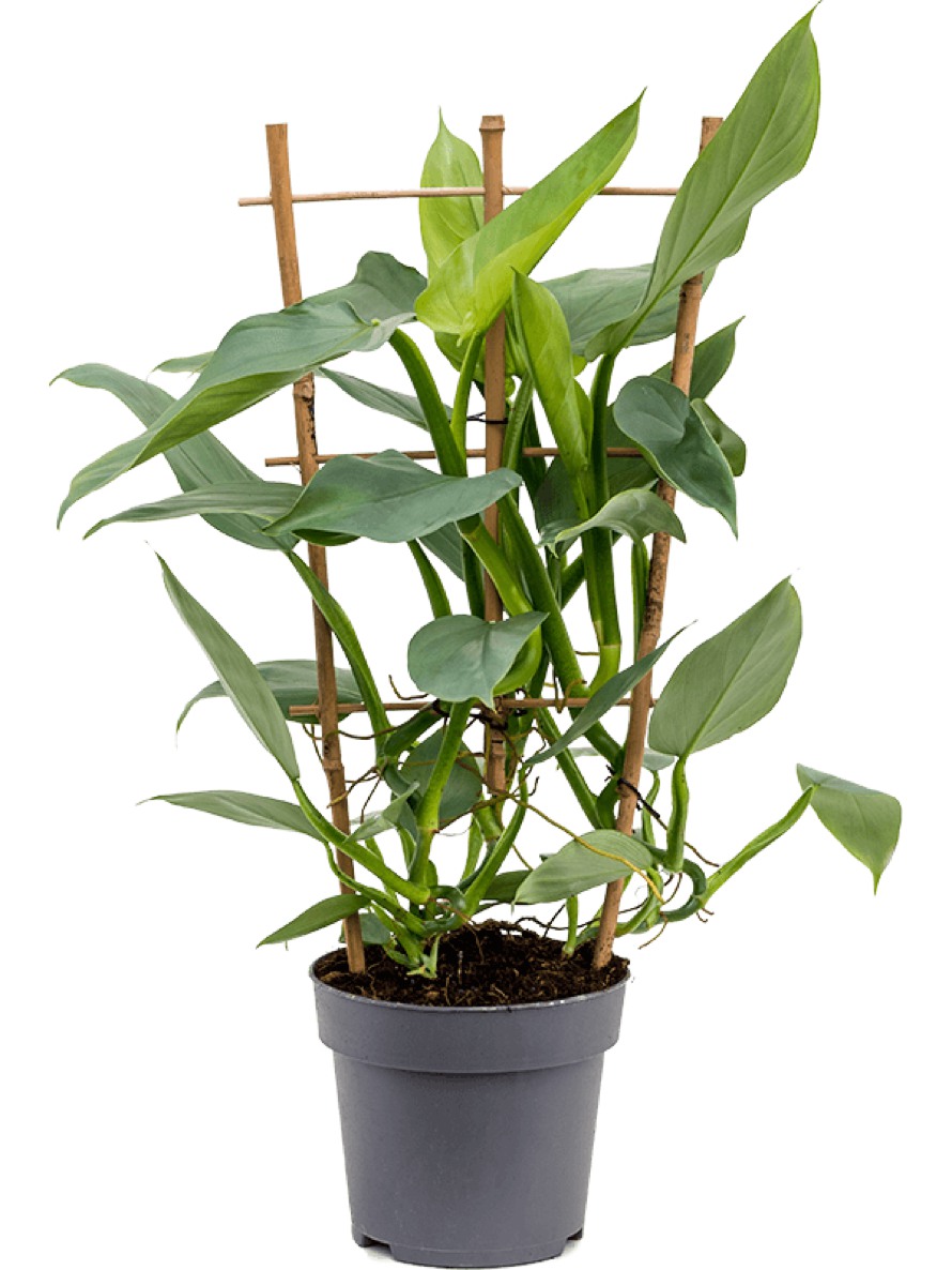 Philodendron Silver Queen Spalier Terrapalme Heim Und Gartenshop