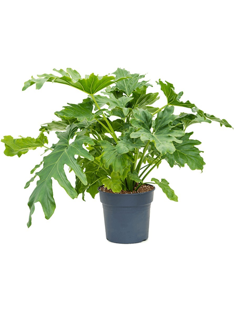 Philodendron Selloum Terrapalme Heim Und Gartenshop