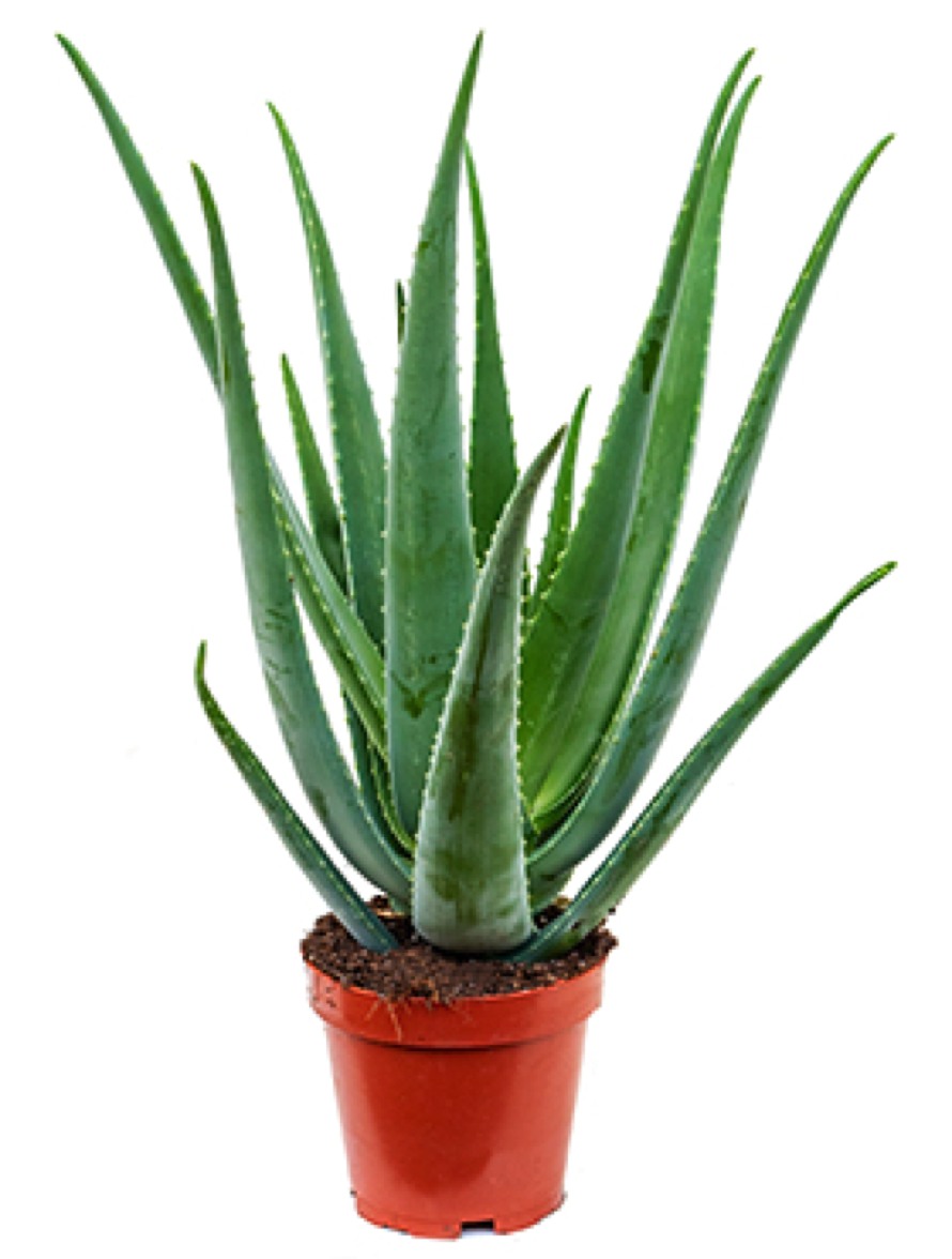 Aloe vera barbadensis | Terrapalme Heim- und Gartenshop