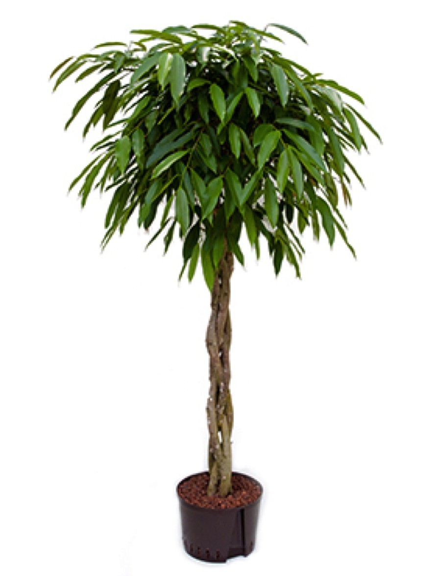 Ficus amstel king mit geflochtenen Stamm Terrapalme Heim