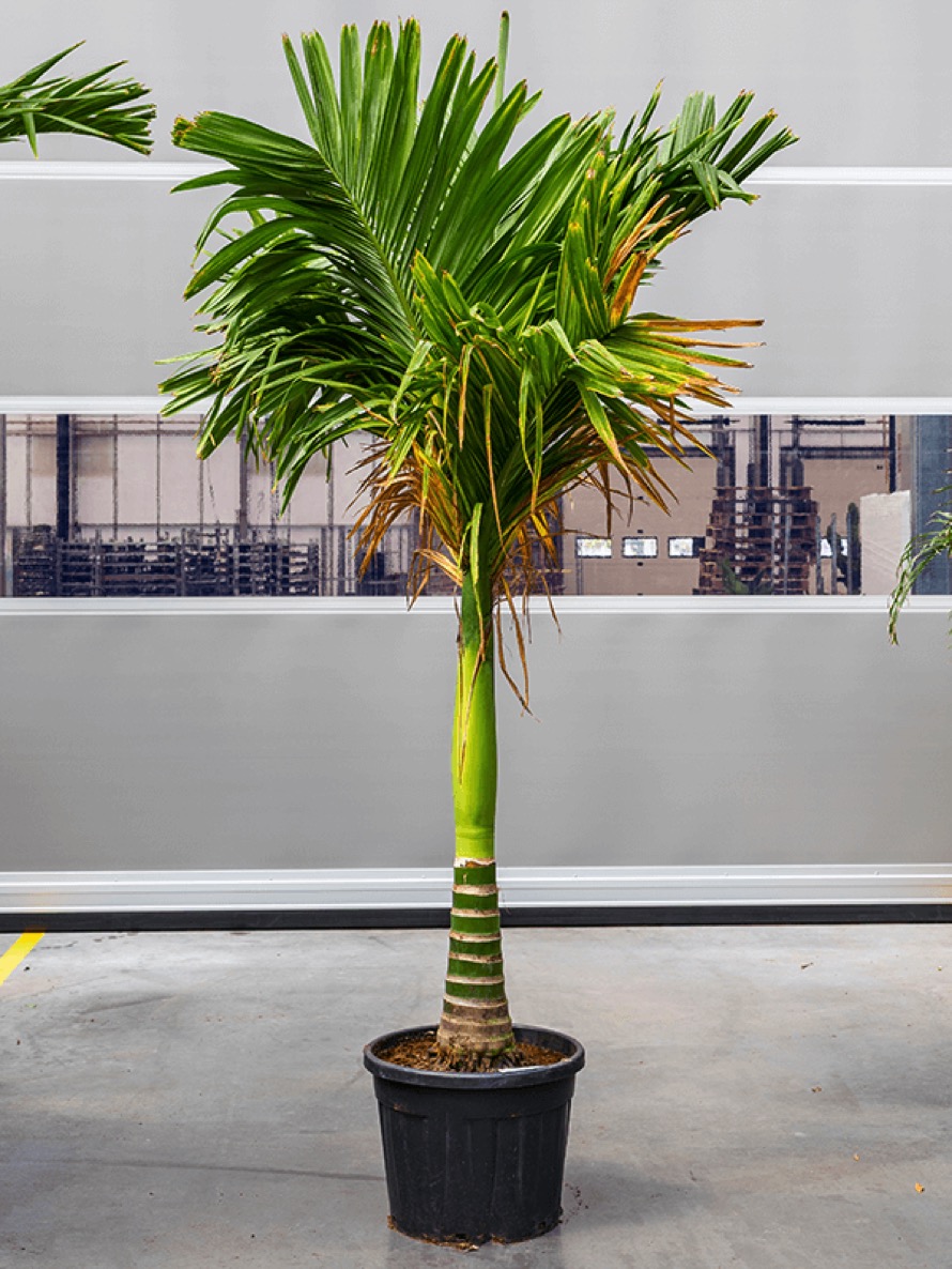 Areca catechu - Betelnusspalme | Terrapalme Heim- und Gartenshop