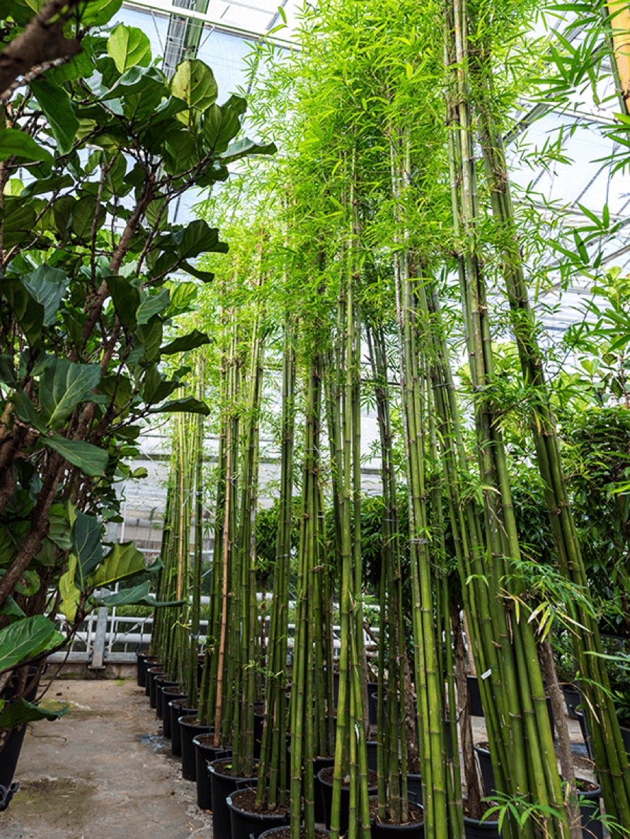 Bambusa siamensis Bambus  multistamm Terrapalme Heim 