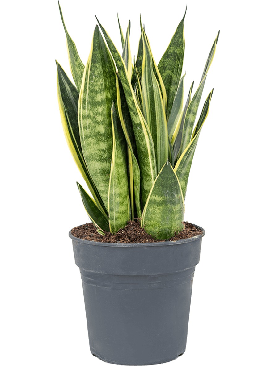 Sansevieria canary | Terrapalme Heim- und Gartenshop