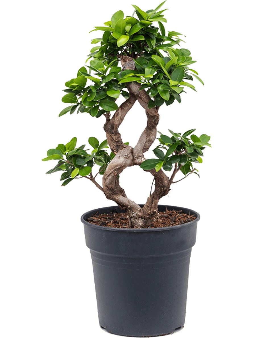 Ficus microcarpa compacta 60 cm | Terrapalme Heim- und ...