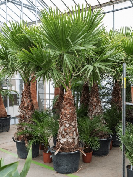 Washingtonia robusta 270 cm - Fächerpalme | Terrapalme Heim- und Gartenshop