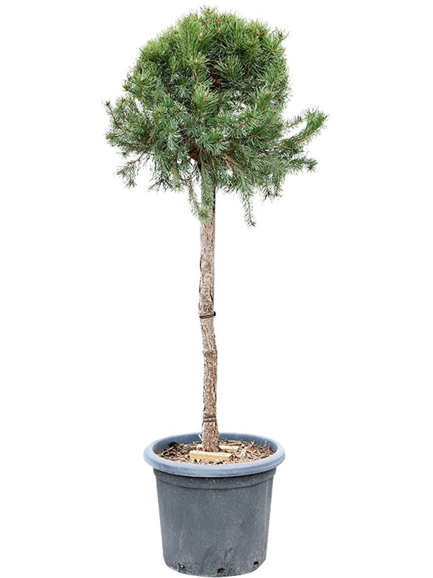 Pinus Sylvestris Watereri Nana Hochstamm Terrapalme Heim Und Gartenshop