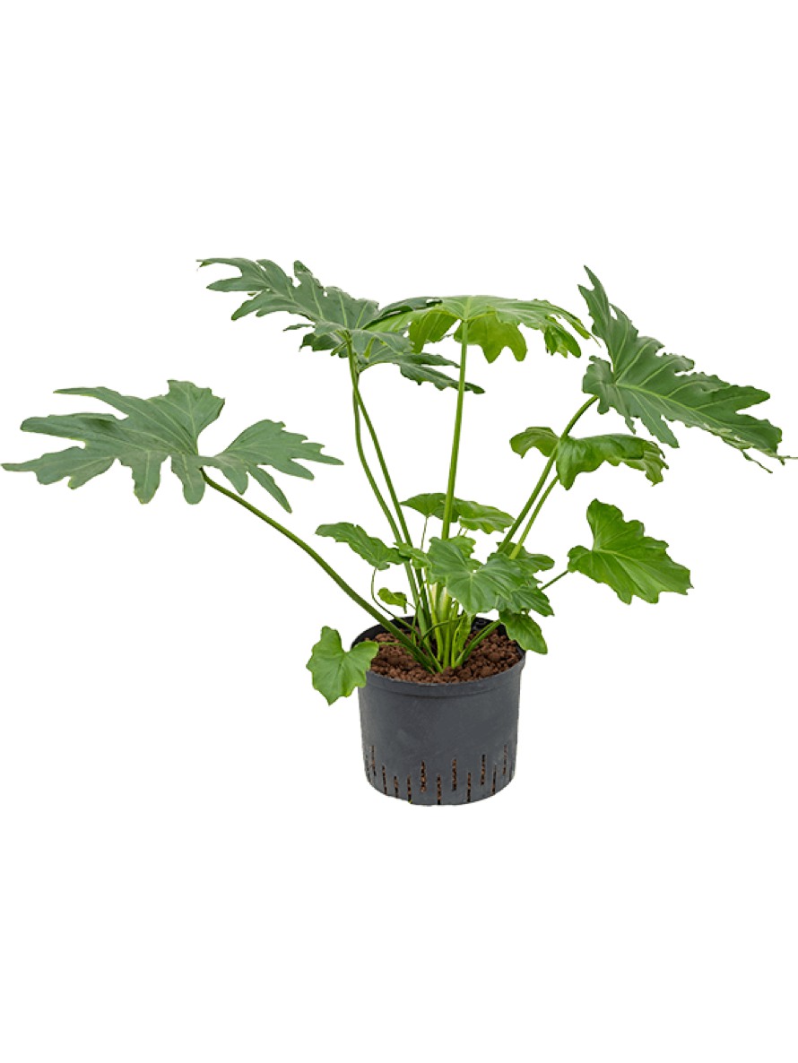 Philodendron Selloum Terrapalme Heim Und Gartenshop